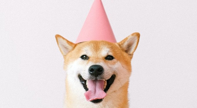 7 Signs Your Pooch Shows to Express Happy Chappy Mood