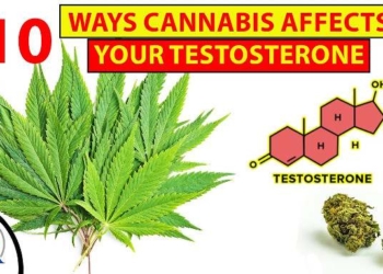 10 Ways Cannabis Affects Libido, Testosterone & Sexual Performance