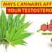 10 Ways Cannabis Affects Libido, Testosterone & Sexual Performance