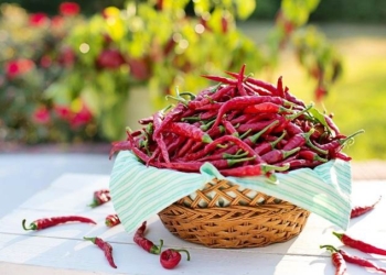 This Spice Might Extend Your Life