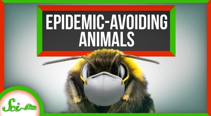6 Ways Animals Prevent Epidemics