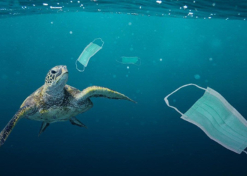 Over 1.5 BILLION Face Masks Now Believed to Be Polluting Oceans Thanks to 2020