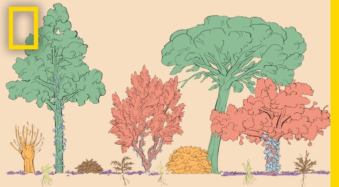 A Forest Garden With 500 Edible Plants Could Lead to a Sustainable Future | Short Film Showcase