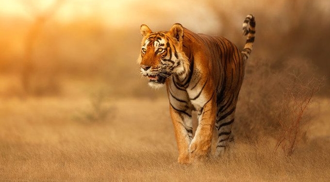 US EPA Evaluation Finds Glyphosate Likely to Injure or Kill 93% of Endangered Species