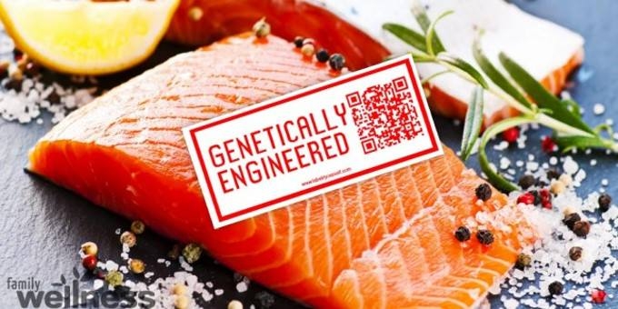 Largest US Retailers Reject GMO Salmon as Court Pressure Builds