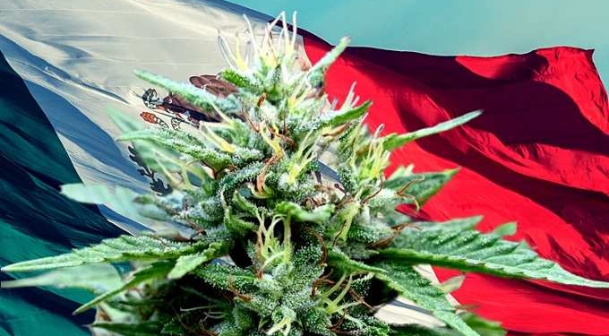 Mexico Senate Votes in Landslide to Legalize World’s Largest Cannabis Market