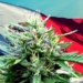 Mexico Senate Votes in Landslide to Legalize World’s Largest Cannabis Market