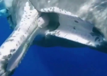 Sperm Whale ‘Asks’ a Diver to be Freed From a Fishing Hook