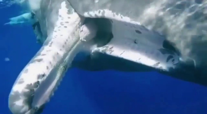 Sperm Whale ‘Asks’ a Diver to be Freed From a Fishing Hook