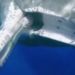 Sperm Whale ‘Asks’ a Diver to be Freed From a Fishing Hook