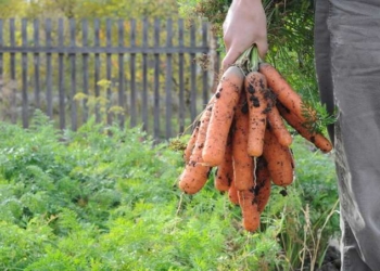 Can Carrots Help Combat COVID?