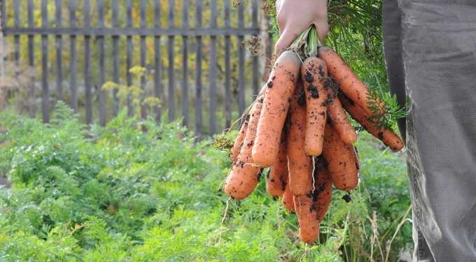 Can Carrots Help Combat COVID?