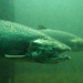 Salmon Spawning for the First Time in 80 Years in the Upper Columbia River