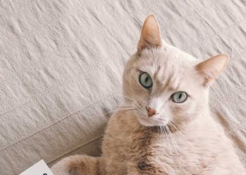 Deep Connection: How the Human-Animal Bond Benefits Us