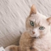Deep Connection: How the Human-Animal Bond Benefits Us