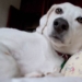 Benefits of Using the Right Abbotsford Vet Hospital and Veterinary Clinic