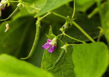 Food For Thought? French Bean Plants Show Signs of Intent, Say Scientists