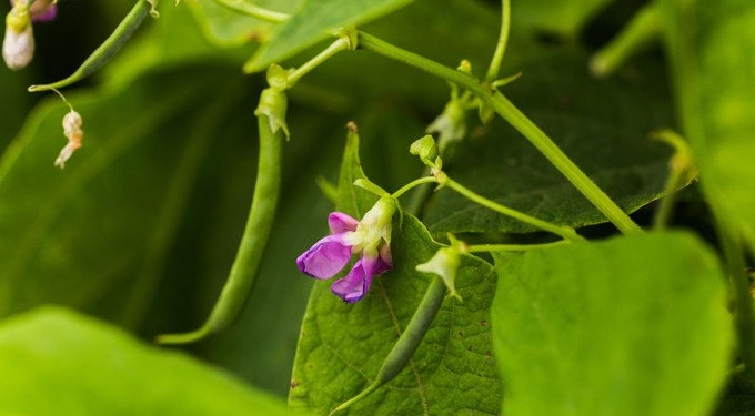 Food For Thought? French Bean Plants Show Signs of Intent, Say Scientists