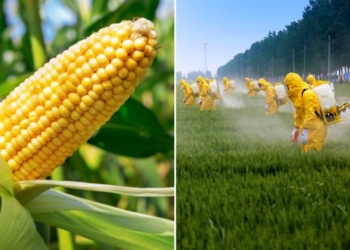 Mexico Decrees Ban on GMO Corn and Monsanto’s Glyphosate Weed Killer