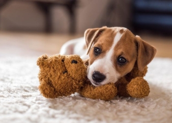 How to Help Pets Manage Separation Anxiety When Their Humans Return to Work