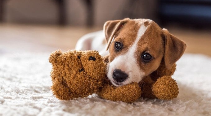 How to Help Pets Manage Separation Anxiety When Their Humans Return to Work