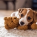 How to Help Pets Manage Separation Anxiety When Their Humans Return to Work