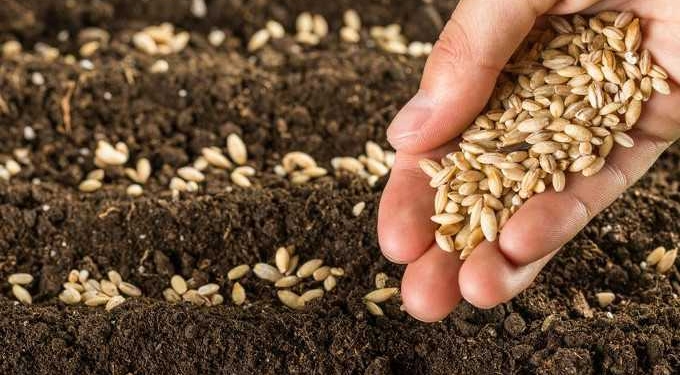 Pandemic Sparks Call for End to Big Ag’s Control of Seeds and Food System