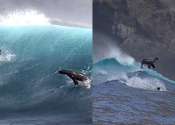 Surfing Sea Lions Have a Blast as They Ride and Flip Through Gnarly California Waves in Video