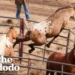 Wild Horse Immediately Recognizes His Girlfriend After Years Apart