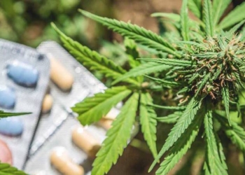 As Overdose Deaths Hit Record High, Study Shows Cannabis Significantly Reduces Opioid Use