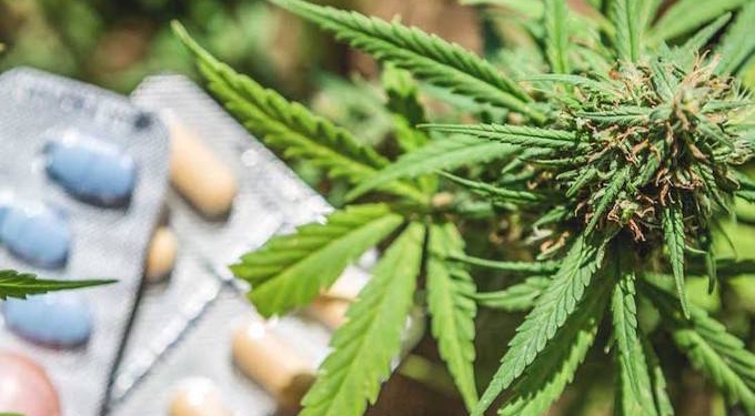 As Overdose Deaths Hit Record High, Study Shows Cannabis Significantly Reduces Opioid Use
