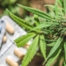 As Overdose Deaths Hit Record High, Study Shows Cannabis Significantly Reduces Opioid Use