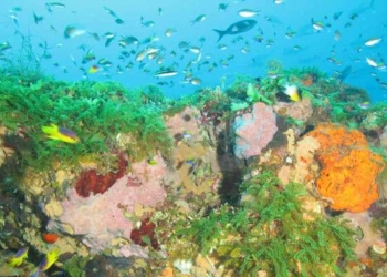 Sanctuary Containing ‘Healthiest Coral Reefs in the World’ Just Tripled in Size Thanks to U.S. Government Protection