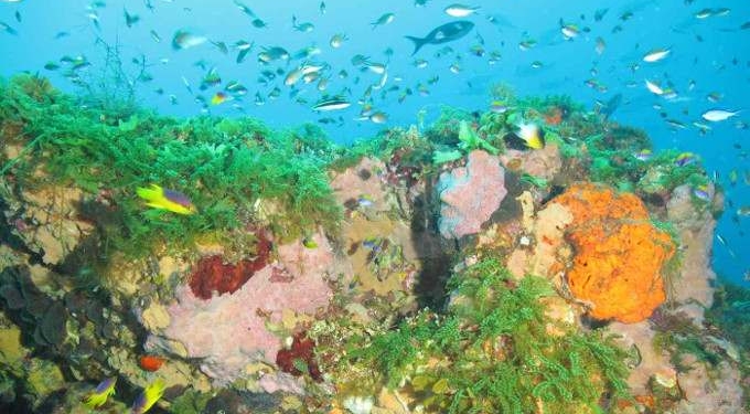 Sanctuary Containing ‘Healthiest Coral Reefs in the World’ Just Tripled in Size Thanks to U.S. Government Protection