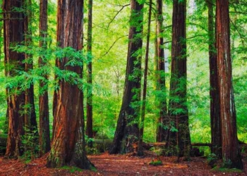 Large Privately Owned Redwood Forest Is Preserved in $24.7 Million Deal