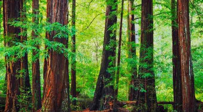 Large Privately Owned Redwood Forest Is Preserved in $24.7 Million Deal