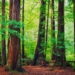 Large Privately Owned Redwood Forest Is Preserved in $24.7 Million Deal