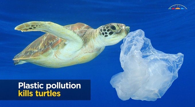 Why Sea Turtles Are Endangered and What We Can Do