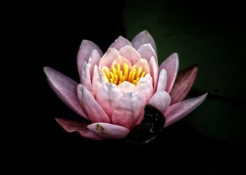 The Indivisibility of Life