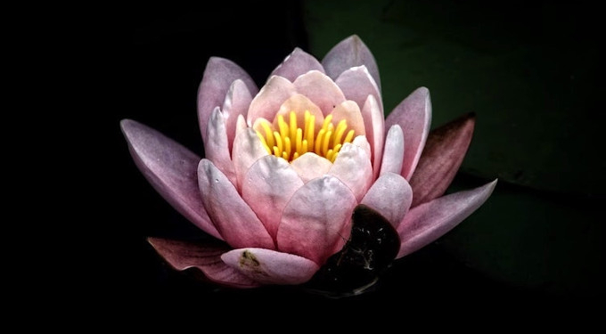 The Indivisibility of Life