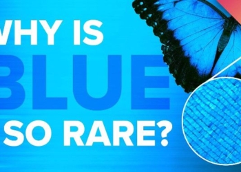 Mysterious Blue: Nature’s Rare Flower Color Exists Thanks To Bee Vision
