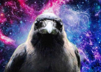 Scientists are Rethinking Animal Cognition as More Evolutionary Behaviors Emerge