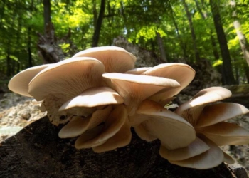 Growing Mushrooms at Home is Everyone’s New Pandemic Hobby