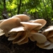 Growing Mushrooms at Home is Everyone’s New Pandemic Hobby
