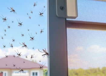 Alarm as Florida Set to Begin Release of Genetically Engineered Mosquitoes