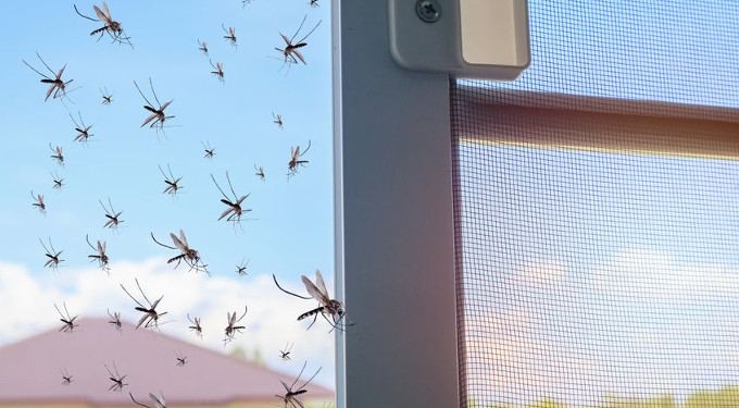 Alarm as Florida Set to Begin Release of Genetically Engineered Mosquitoes
