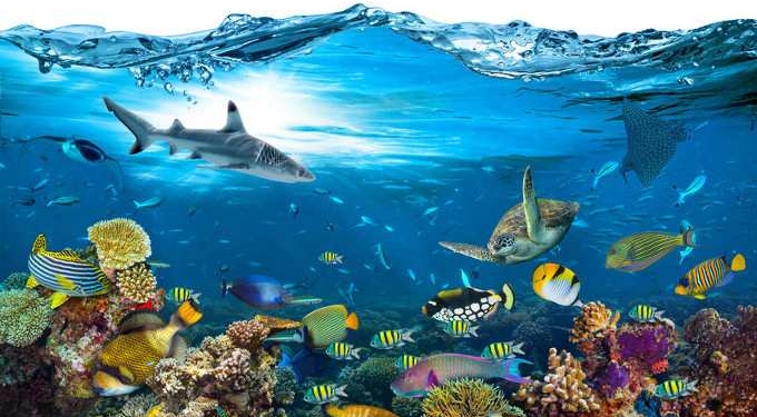 Scientists: As Marine Life Flees the Equator, Global Mass Extinction is Imminent