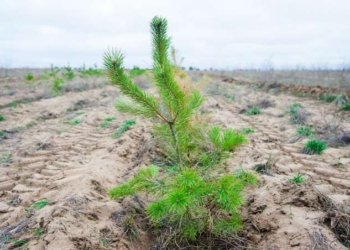 Saudi Arabia Plans to Plant 50 BILLION Trees – And Reduce Carbon Emissions by 60%