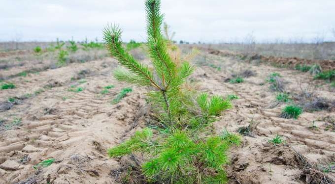 Saudi Arabia Plans to Plant 50 BILLION Trees – And Reduce Carbon Emissions by 60%