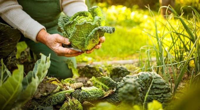 What Big Ag Doesn’t Want You to Know: Small Farms Can Feed the World